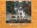                                                                     Gray Wolf Jigsaw Puzzle ﺔﺒﻌﻟ