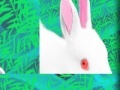                                                                     Rabbit: Puzzle ﺔﺒﻌﻟ