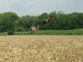                                                                    Pheasant Hunting ﺔﺒﻌﻟ