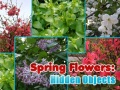                                                                     Spring Flowers: Hidden Objects ﺔﺒﻌﻟ