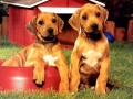                                                                    Puppy Pairs Puzzle ﺔﺒﻌﻟ