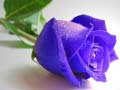                                                                     Blue Roses ﺔﺒﻌﻟ
