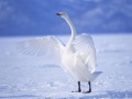                                                                     Graceful Swans ﺔﺒﻌﻟ