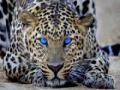                                                                     Leopard ﺔﺒﻌﻟ