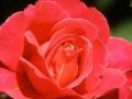                                                                     Red rose hidden ﺔﺒﻌﻟ