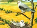                                                                     Birds Of Prey Puzzle ﺔﺒﻌﻟ