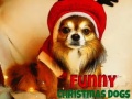                                                                     Funny Christmas Dogs ﺔﺒﻌﻟ