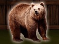                                                                     Save The Grizzly Bear ﺔﺒﻌﻟ