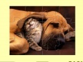                                                                     Cute Cat And Dog ﺔﺒﻌﻟ