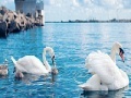                                                                     Swan family slide puzzle ﺔﺒﻌﻟ