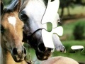                                                                     Horses Puzzle ﺔﺒﻌﻟ