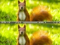                                                                     Squirrel difference ﺔﺒﻌﻟ