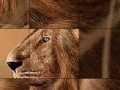                                                                     Big brave lion slide puzzle ﺔﺒﻌﻟ