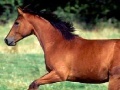                                                                     Horse painter ﺔﺒﻌﻟ