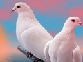                                                                     Lovely white doves slide puzzle ﺔﺒﻌﻟ