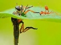                                                                     Little ant and leaf slide puzzle ﺔﺒﻌﻟ