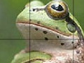                                                                     Sweet Green Frog Slide Puzzle ﺔﺒﻌﻟ