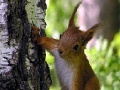                                                                     Cute squirrels slide puzzle ﺔﺒﻌﻟ