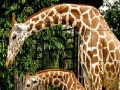                                                                     Giraffes in the forest slide puzzle ﺔﺒﻌﻟ
