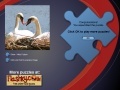                                                                     Swans Puzzle ﺔﺒﻌﻟ