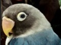                                                                     Hidden Alphabets - Parrots ﺔﺒﻌﻟ