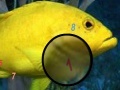                                                                     Amazing Fishes Hidden Numbers ﺔﺒﻌﻟ