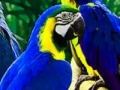                                                                     Parrot Family Puzzle ﺔﺒﻌﻟ