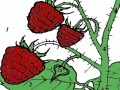                                                                     Red berry garden coloring ﺔﺒﻌﻟ