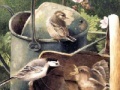                                                                     Painting Birds Hidden Numbers ﺔﺒﻌﻟ