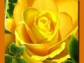                                                                     Yellow Roses ﺔﺒﻌﻟ