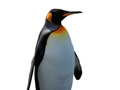                                                                     Penguin Painting: Coloring For Kids ﺔﺒﻌﻟ