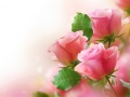                                                                     Pink Roses ﺔﺒﻌﻟ