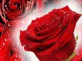                                                                     Red Roses ﺔﺒﻌﻟ