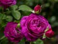                                                                     Purple Roses ﺔﺒﻌﻟ