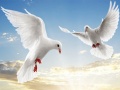                                                                     Flying Birds ﺔﺒﻌﻟ