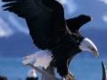                                                                     Bald Eagle  ﺔﺒﻌﻟ