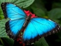                                                                     Nature Jigsaw Puzzle Butterfly ﺔﺒﻌﻟ