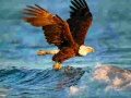                                                                     Animals Jigsaw Puzzle Eagle ﺔﺒﻌﻟ