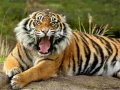                                                                     Animals Jigsaw Puzzle Tiger ﺔﺒﻌﻟ