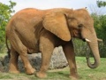                                                                     Animals Jigsaw Puzzle - Elephants ﺔﺒﻌﻟ