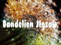                                                                     Dandelion Jigsaw ﺔﺒﻌﻟ