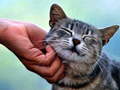                                                                     Tickling Cat ﺔﺒﻌﻟ
