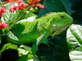                                                                     Wild Iguana ﺔﺒﻌﻟ