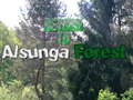                                                                     Return To Alsunga Forest ﺔﺒﻌﻟ