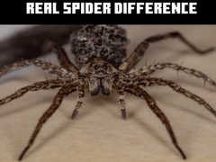                                                                     Real Spider Difference ﺔﺒﻌﻟ