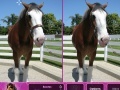                                                                     Horses: Find The Differences  ﺔﺒﻌﻟ