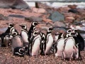                                                                     Penguin Jigsaw ﺔﺒﻌﻟ