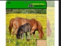                                                                     Horse Puzzle ﺔﺒﻌﻟ