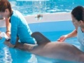                                                                     Dolphin Tale. Hidden Numbers ﺔﺒﻌﻟ