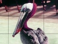                                                                     Pink headed pelican slide puzzle ﺔﺒﻌﻟ